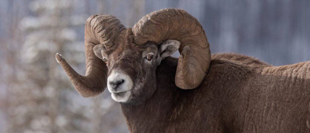 What is the lifespan of a ram animal?